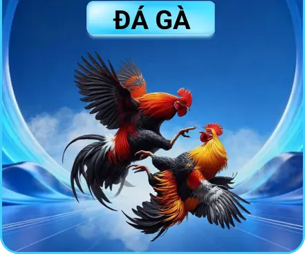 XN88 đá gà